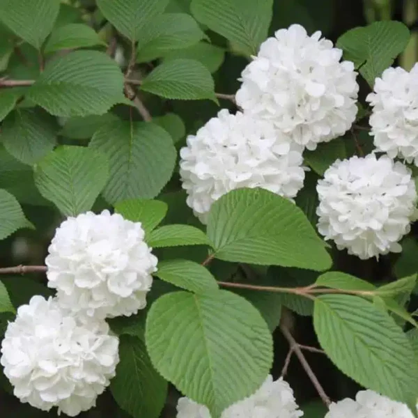 Viburnum plicatum f. plicatum 'Popcorn' (Japanese Snowball) - Image 2