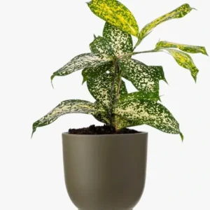 Dracaena surculosa ‘Florida Beauty’ (Gold Dust Dracaena/Dracaena Godseffiana)
