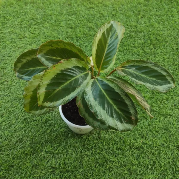 Calathea Loeseneri J. F. Macbr - Image 3