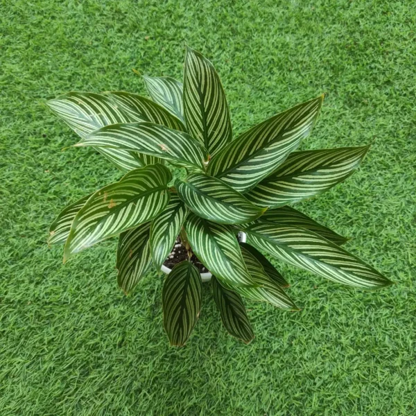 Calathea Vittata Elliptica - Image 2