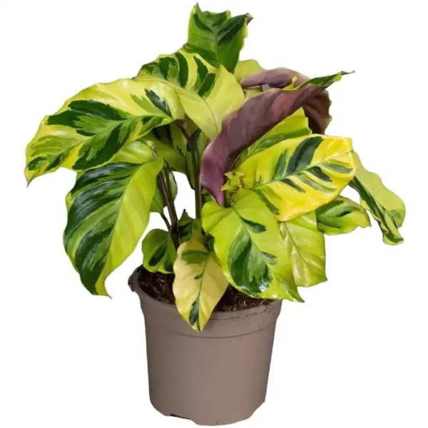 Calathea Lietzei ‘Yellow Fusion’ - Image 2