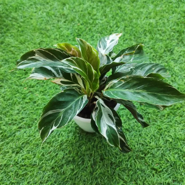 Calathea White Fusion - Image 4