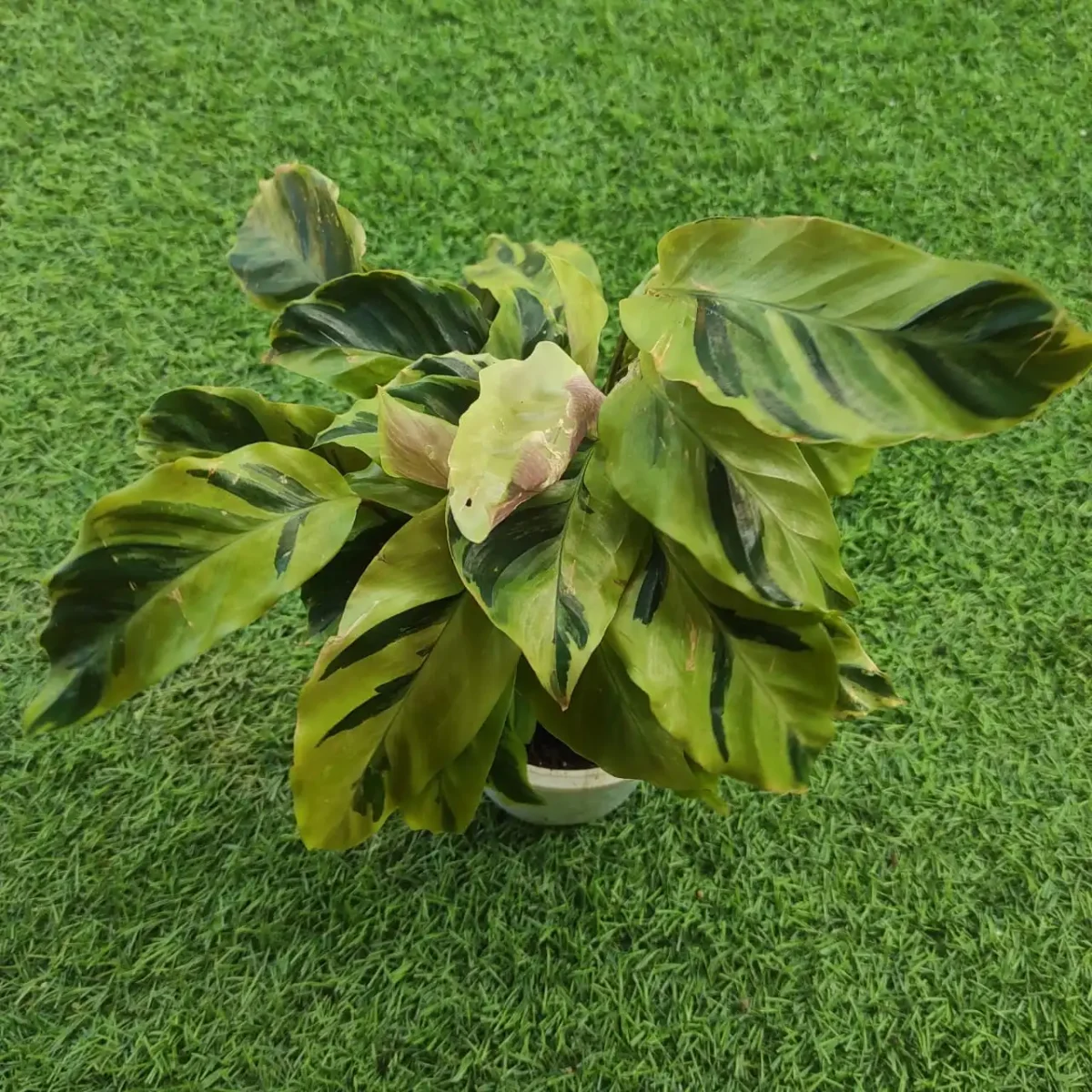 Calathea Lietzei ‘Yellow Fusion’ - Image 4