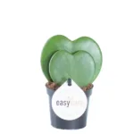 Hoya kerrii(Hoya Heart) Green