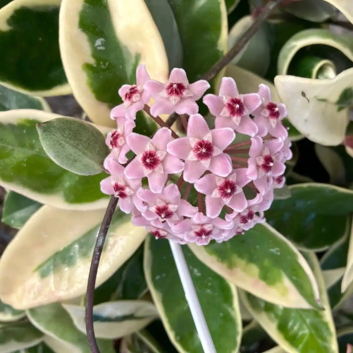 Hoya Carnosa ‘Krimson Queen’ - Image 2
