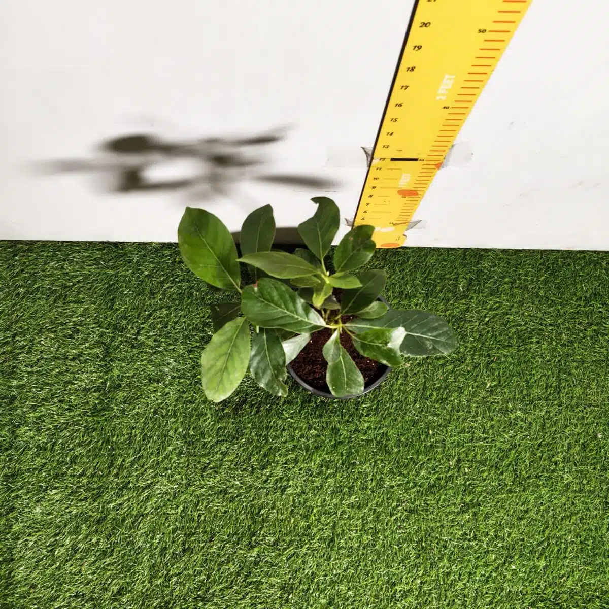 Avocado ( Persea americana) fruit Grafted plant - Image 9