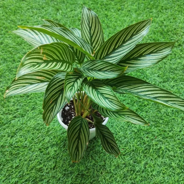Calathea Vittata Elliptica - Image 5