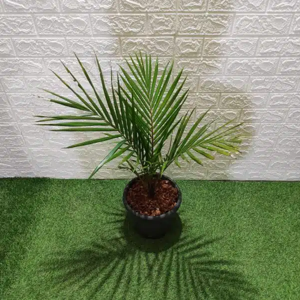 Red Neck Palm(Dypsis Leptocheilos/Teddy Bear) Palm Tree XL - Image 2