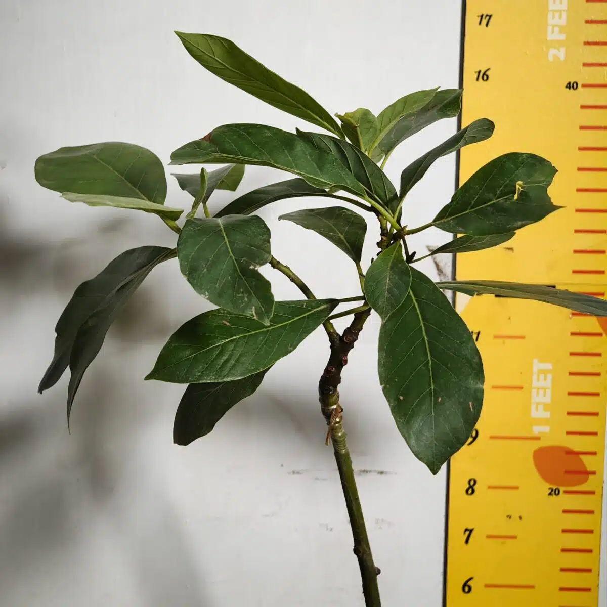 Avocado ( Persea americana) fruit Grafted plant - Image 6