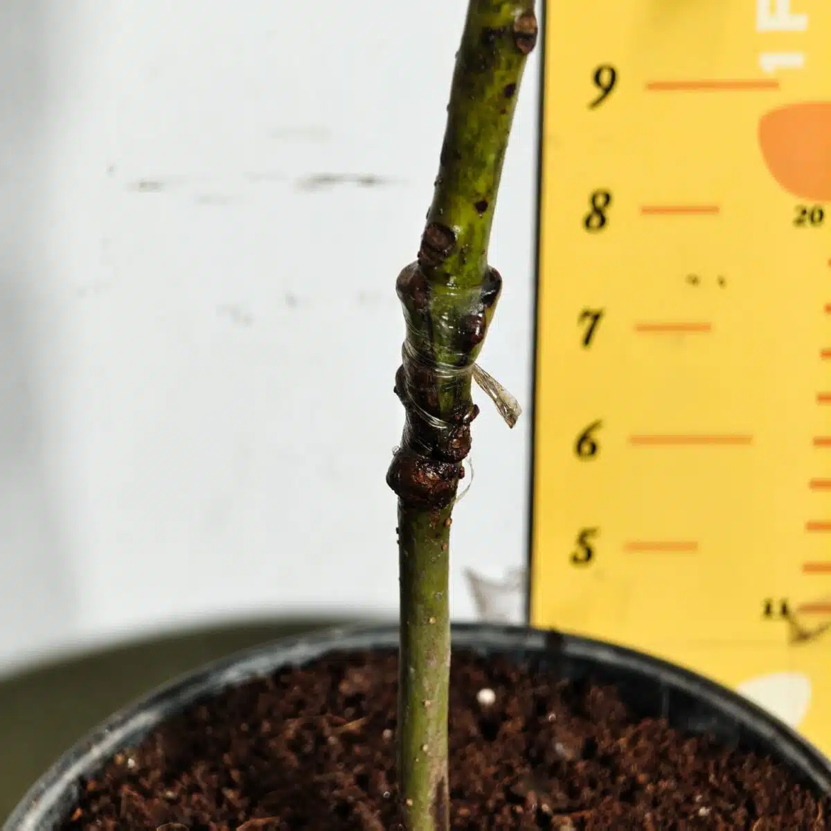 Avocado ( Persea americana) fruit Grafted plant - Image 30