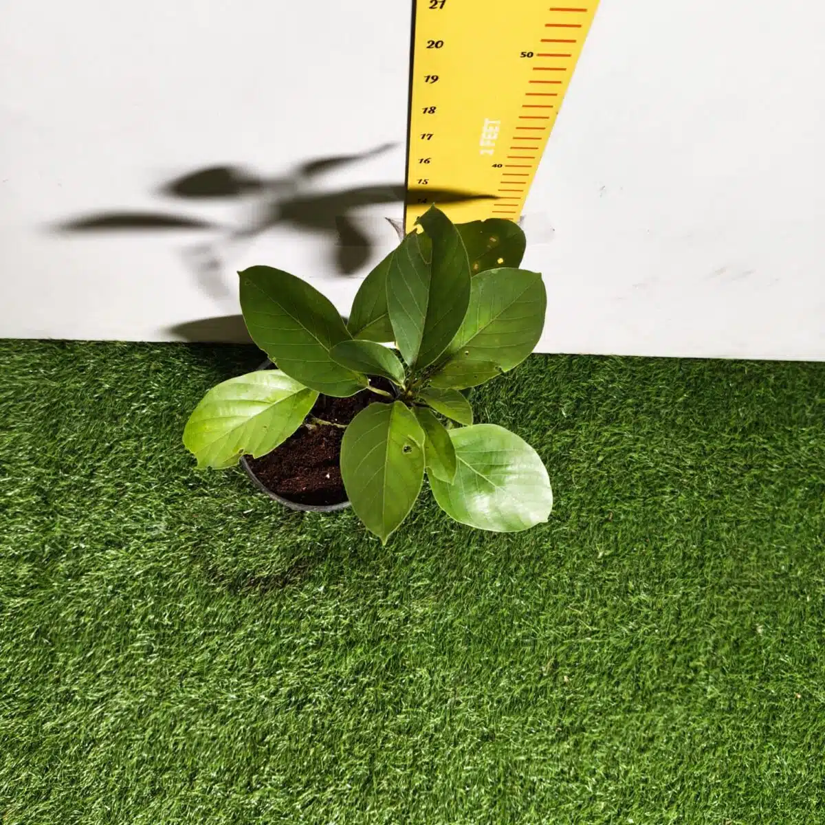 Avocado ( Persea americana) fruit Grafted plant - Image 14