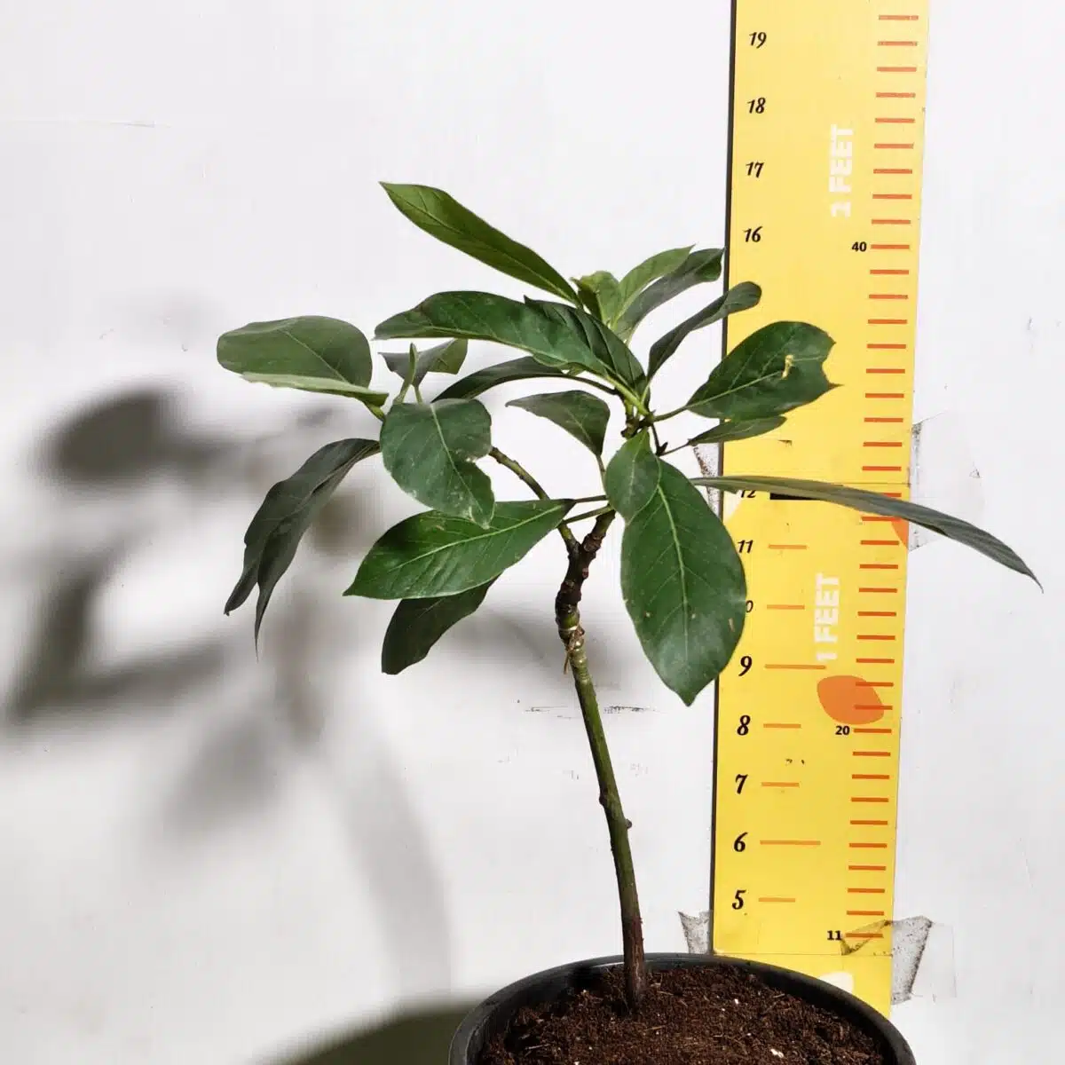 Avocado ( Persea americana) fruit Grafted plant - Image 5