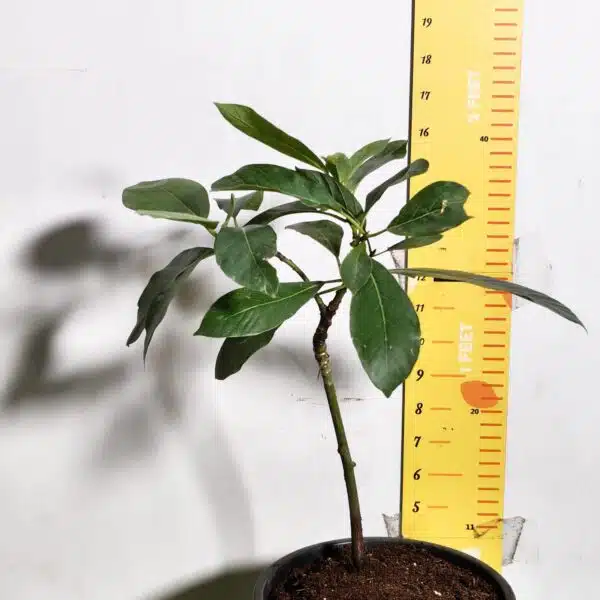 Avocado ( Persea americana) fruit Grafted plant - Image 5