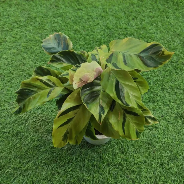Calathea Lietzei ‘Yellow Fusion’ - Image 3