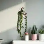 Hoya Carnosa Compacta (Hindu Rope)