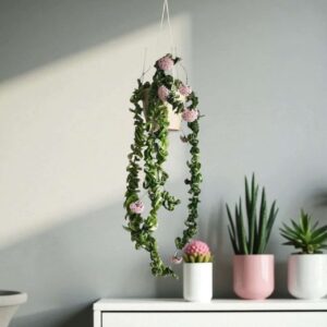 Hoya Carnosa Compacta (Hindu Rope)