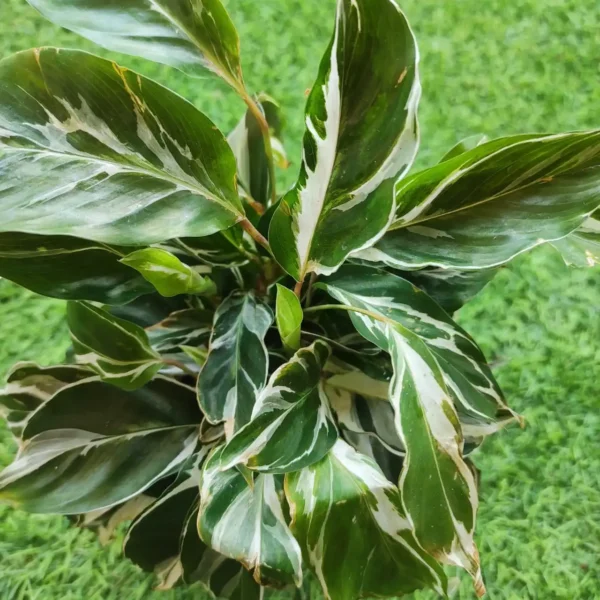 Calathea White Fusion - Image 5