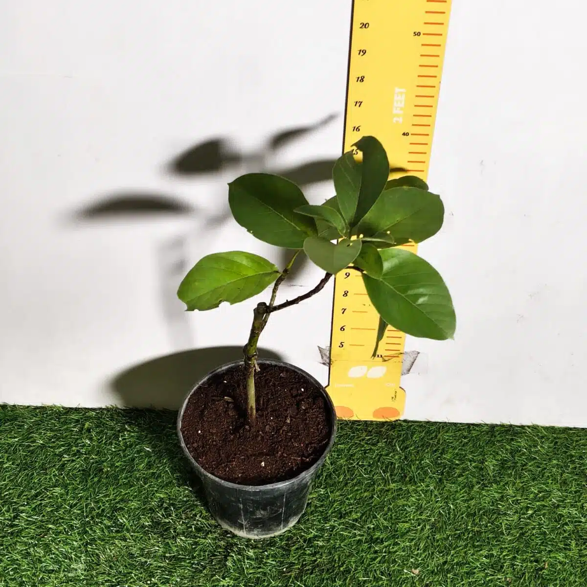 Avocado ( Persea americana) fruit Grafted plant - Image 20