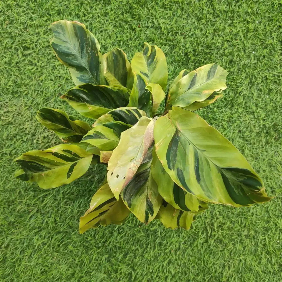 Calathea Lietzei ‘Yellow Fusion’ - Image 6