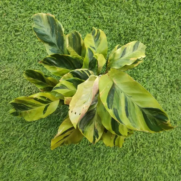 Calathea Lietzei ‘Yellow Fusion’ - Image 6
