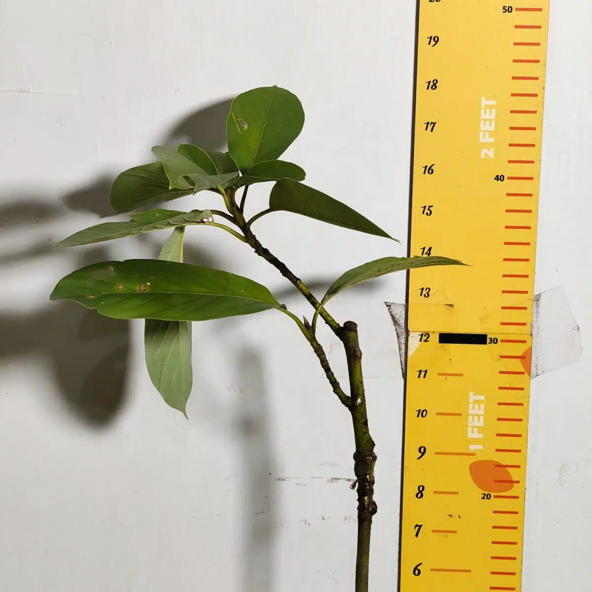 Avocado ( Persea americana) fruit Grafted plant - Image 26
