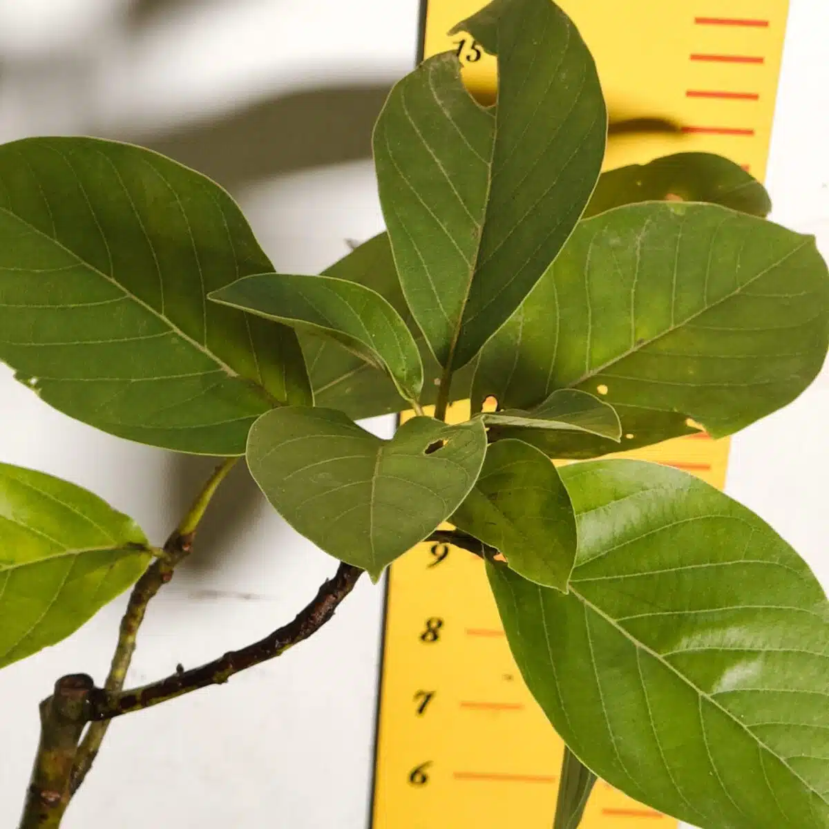 Avocado ( Persea americana) fruit Grafted plant - Image 23
