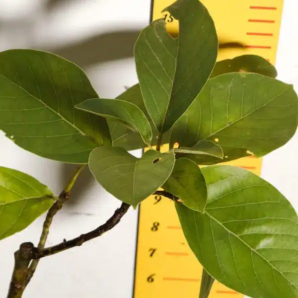Avocado ( Persea americana) fruit Grafted plant - Image 23