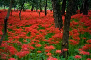 Lycoris radiata (Red spider lily)