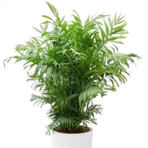 Chamaedorea Elegans Palm – Indoor Decoration with Neanthe Bella Palm