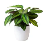 Calathea Ornata Beauty Star (Pinstripe)