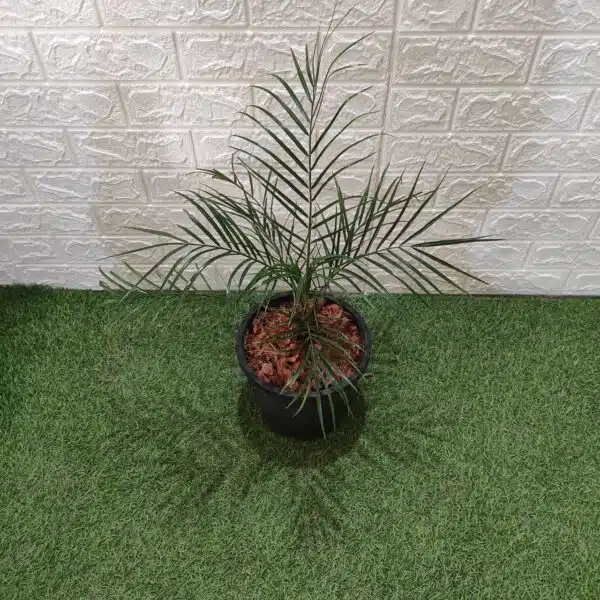 Phoenix Roebelenii (Dwarf Date Palm) - Image 4