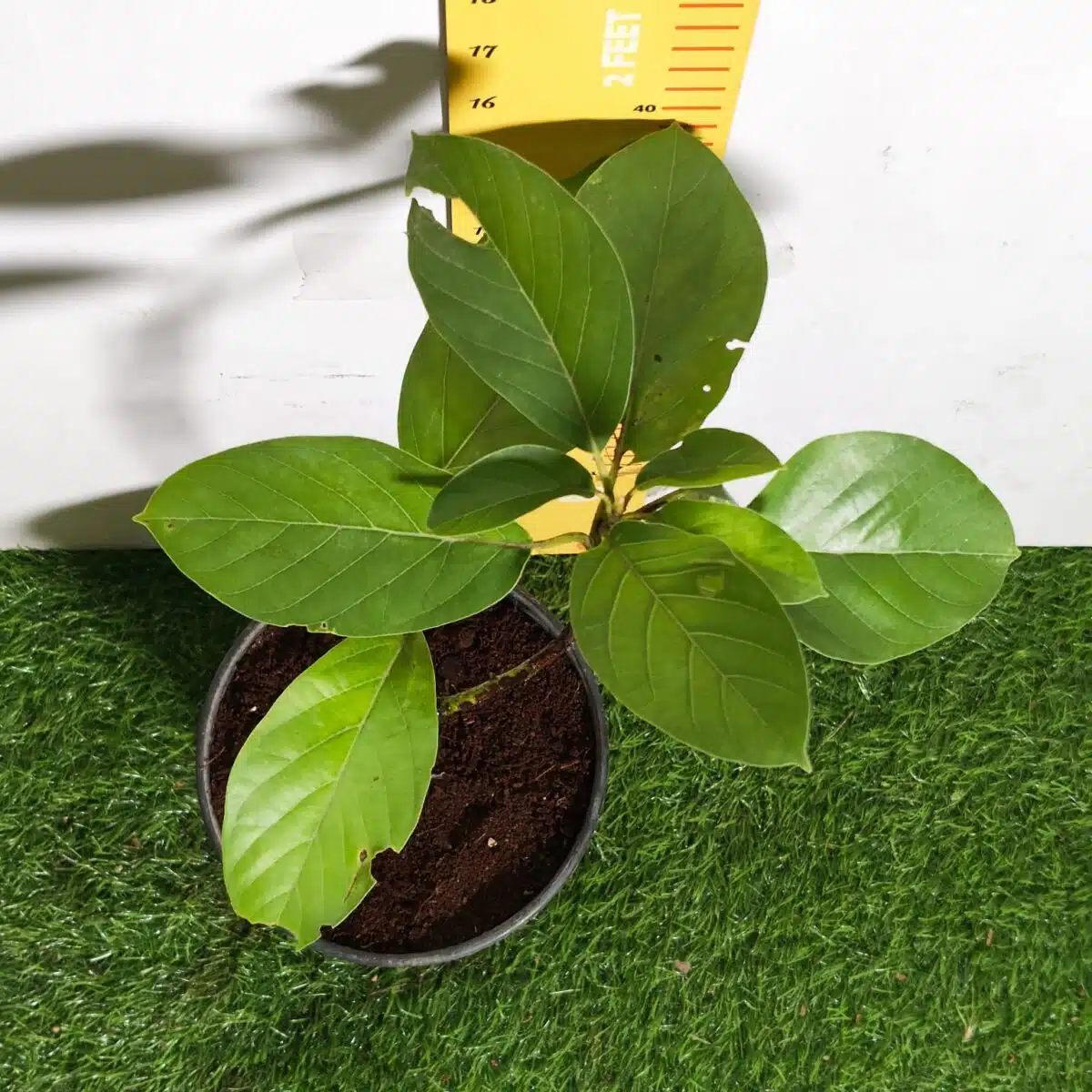 Avocado ( Persea americana) fruit Grafted plant - Image 15