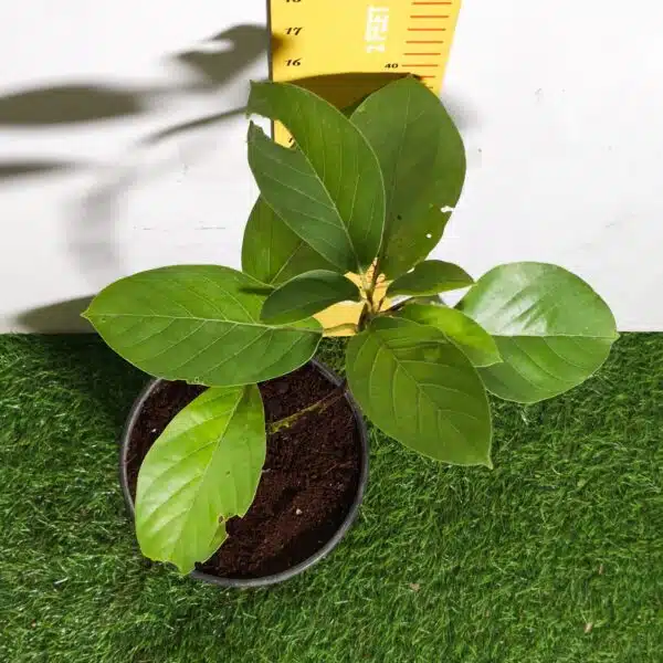 Avocado ( Persea americana) fruit Grafted plant - Image 15