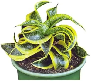Tornado Snake Plant – Sansevieria Trifasciata