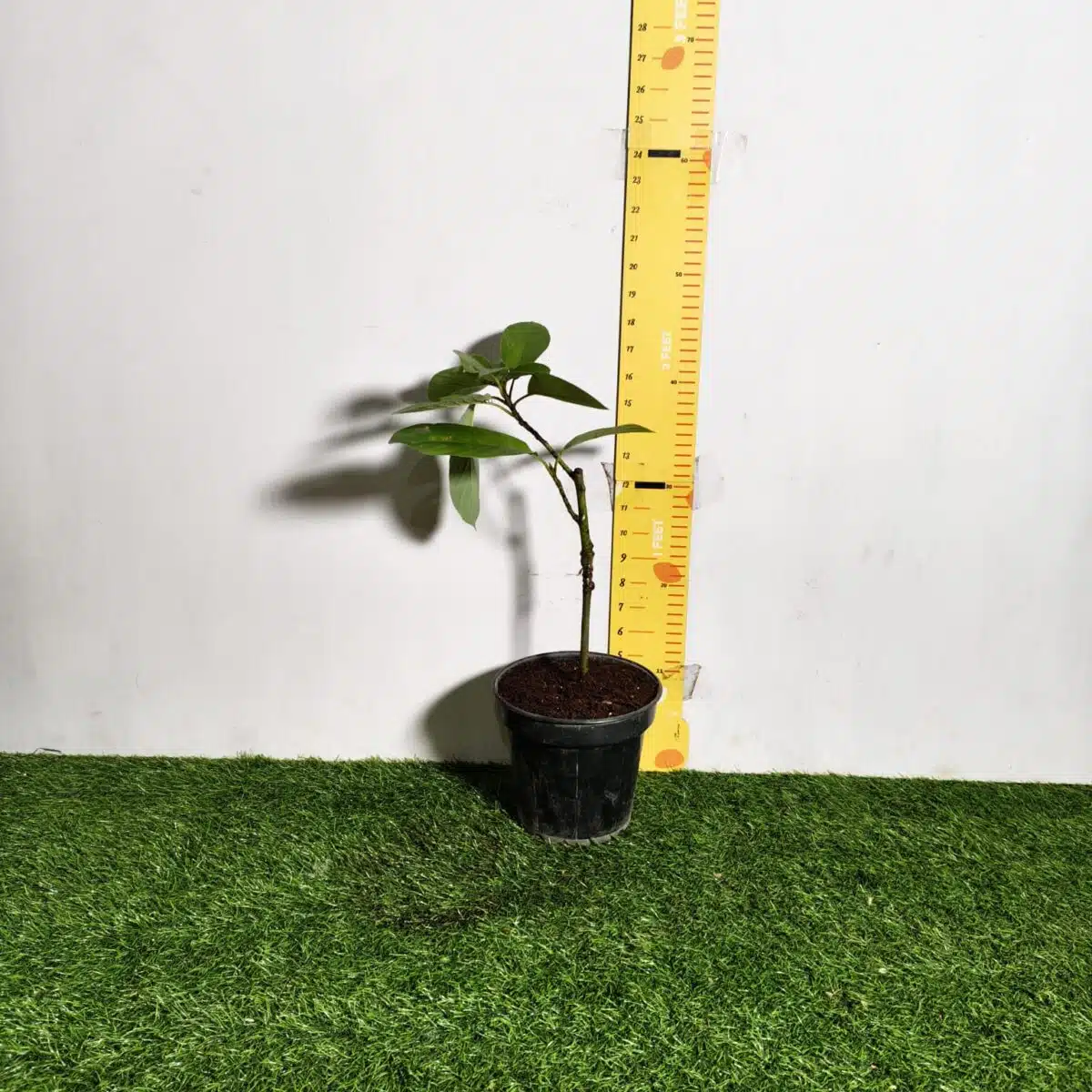 Avocado ( Persea americana) fruit Grafted plant - Image 24