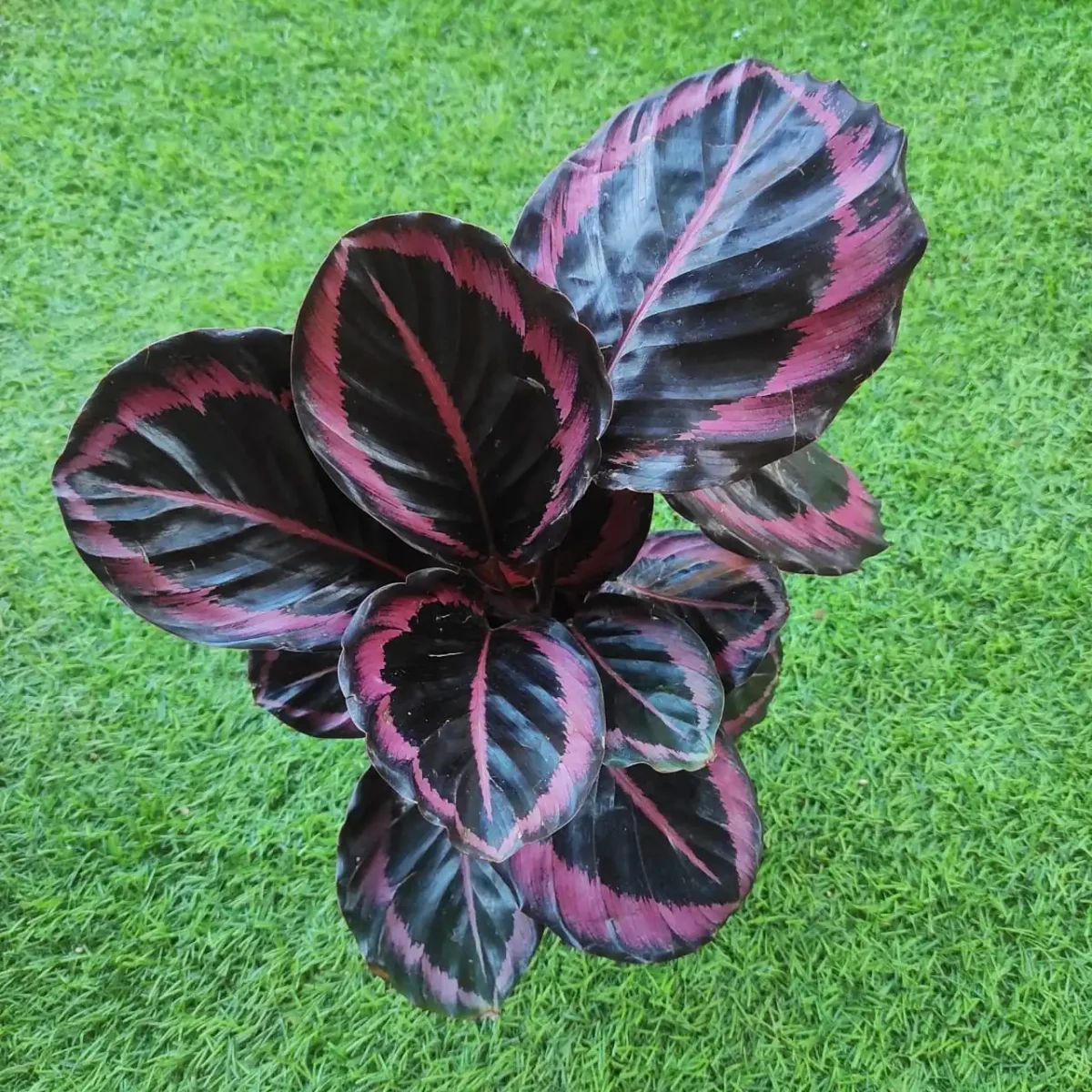 Calathea Red Wine (Roseopicta Surprise Star) - Rose Painted Calathea - Image 2