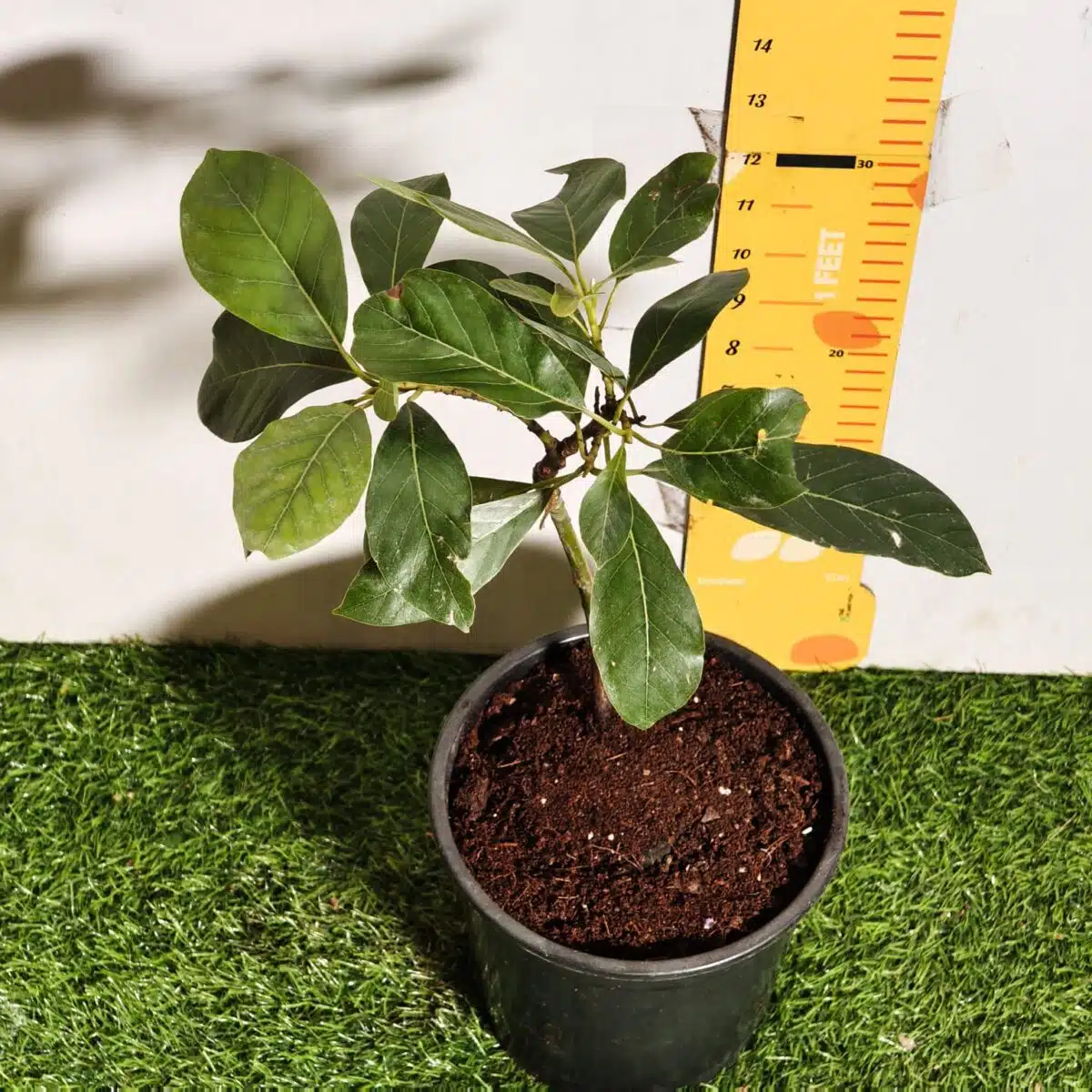 Avocado ( Persea americana) fruit Grafted plant - Image 4