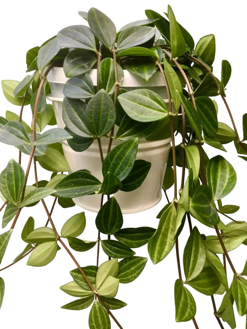 Peperomia Angulata Rocco Scuro - Image 2