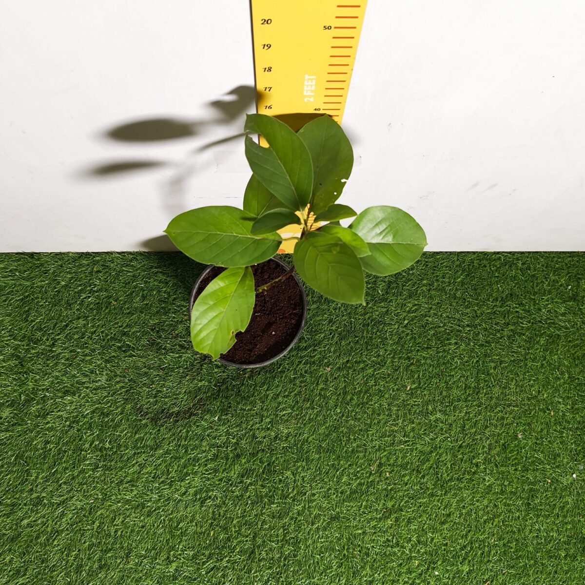 Avocado ( Persea americana) fruit Grafted plant - Image 13
