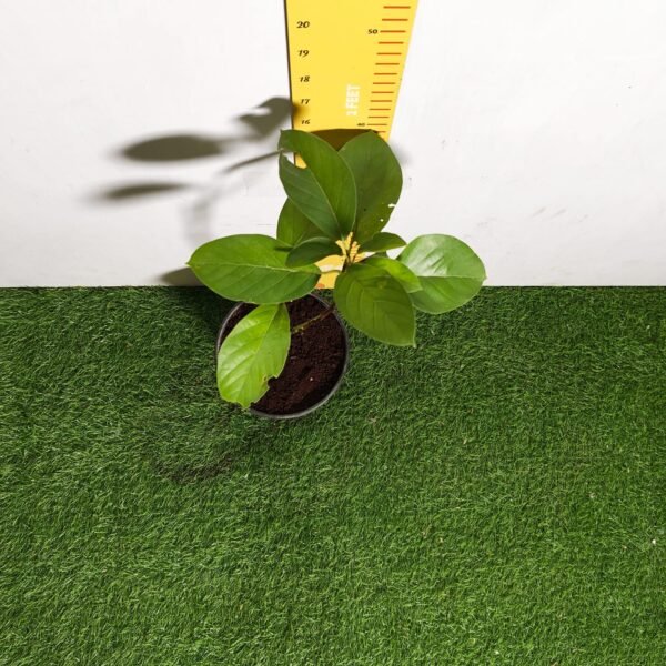 Avocado ( Persea americana) fruit Grafted plant - Image 13
