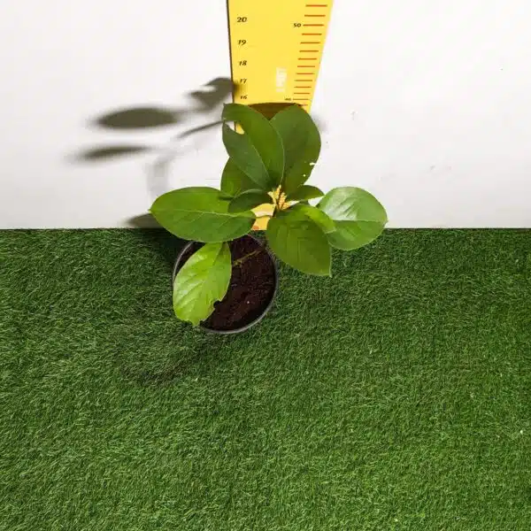 Avocado ( Persea americana) fruit Grafted plant - Image 13