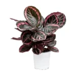 Calathea Red Wine (Roseopicta Surprise Star) - Rose Painted Calathea