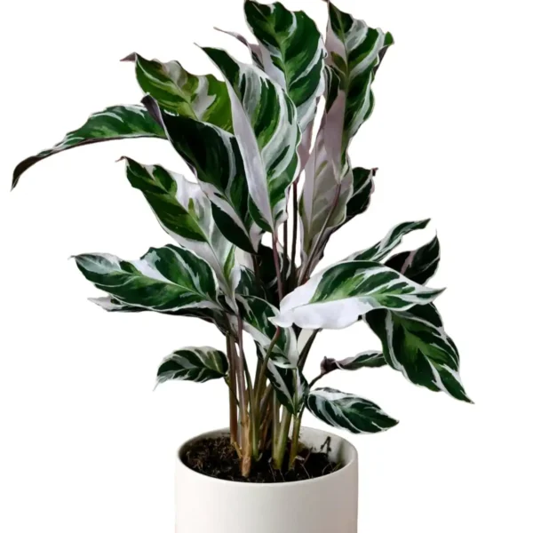 Calathea White Fusion