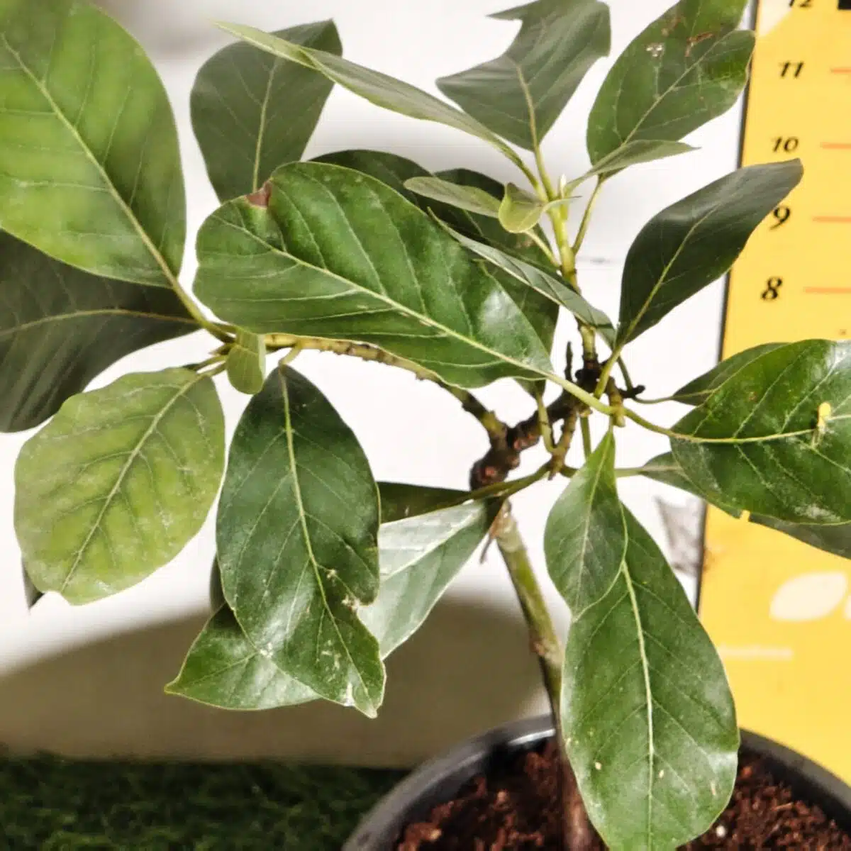 Avocado ( Persea americana) fruit Grafted plant - Image 7