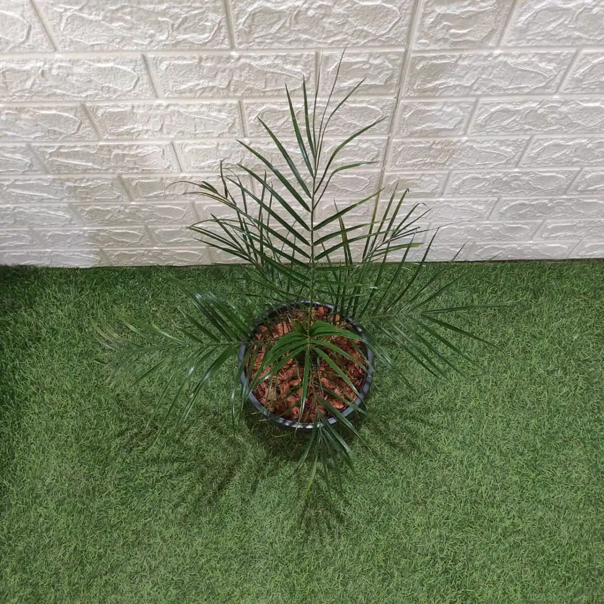 Phoenix Roebelenii (Dwarf Date Palm) - Image 6