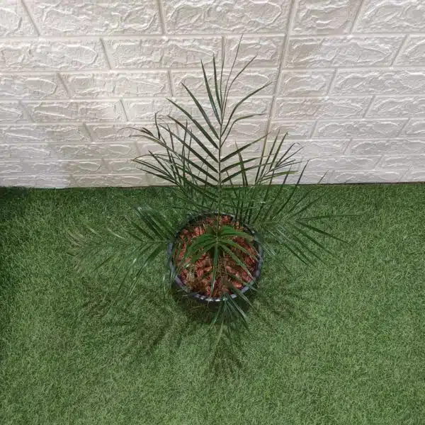 Phoenix Roebelenii (Dwarf Date Palm) - Image 6