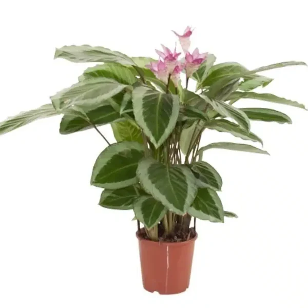 Calathea Loeseneri J. F. Macbr - Image 5