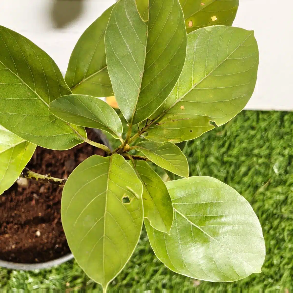 Avocado ( Persea americana) fruit Grafted plant - Image 18