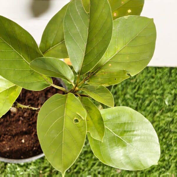 Avocado ( Persea americana) fruit Grafted plant - Image 18
