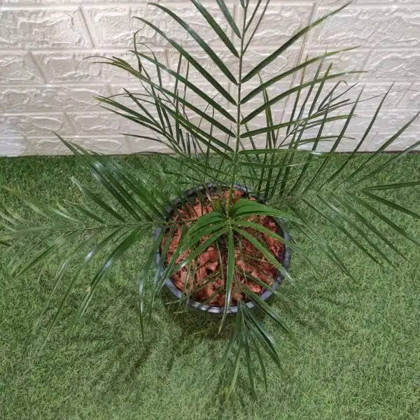 Phoenix Roebelenii (Dwarf Date Palm) - Image 5